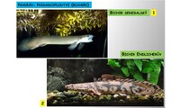 Systém a evoluce strunatců - systém ryb - paprskoploutví