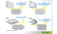 Systém a evoluce strunatců - obecná charakteristika ryb