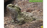 Systém a evoluce strunatců - plazi (haterie a krokodýli)