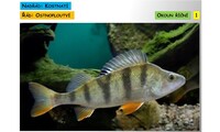 Systém a evoluce strunatců - systém ryb - kostnatí (ostnoploutví, volnoostní)