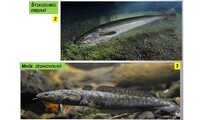 Systém a evoluce strunatců - systém ryb - kostnatí (hrdloploutví, platýsi, čtverzubci)