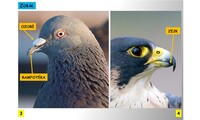 Systém a evoluce strunatců - ptáci - obecná charakteristika