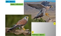 Systém a evoluce strunatců - systém ptáků (sokoli,dravci,kondoři,vrubozobí)