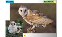 Systém a evoluce strunatců - systém ptáků (sovy, hrabaví, lelkové)