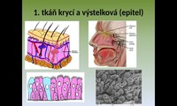 Tkáně lidského těla - typy tkání (Veronika M.)