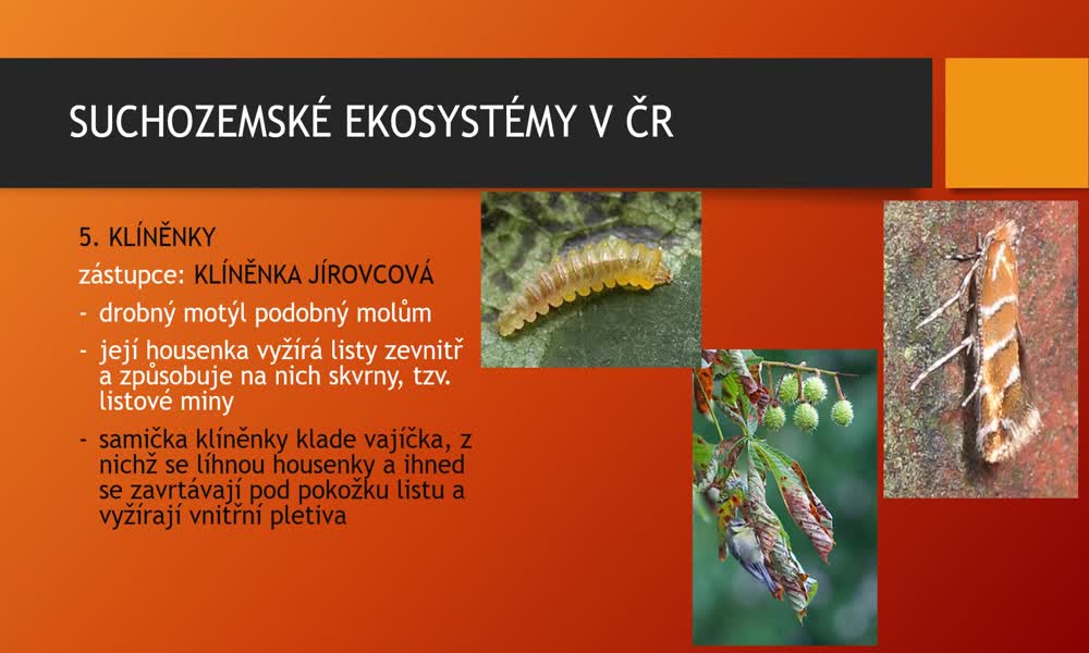 4. náhled výukového kurzu Suchozemské ekosystémy v ČR - parky, městská zeleň a lidská obydlí 