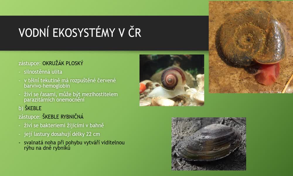2. náhled výukového kurzu Vodní ekosystémy v ČR - rybník, jezero, potok, řeka 