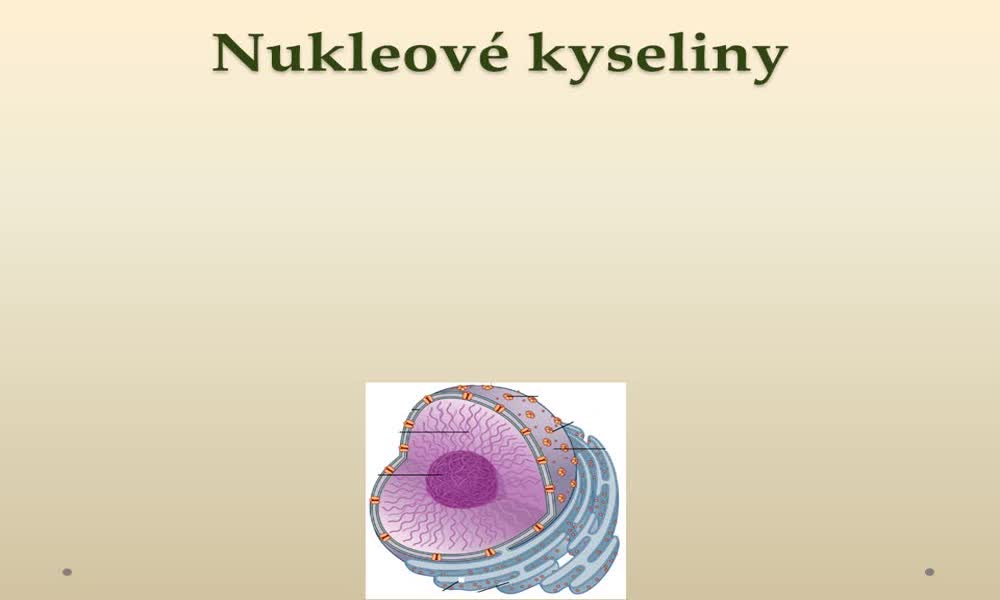 2. náhled výukového kurzu Nukleové kyseliny (Martina V.)
