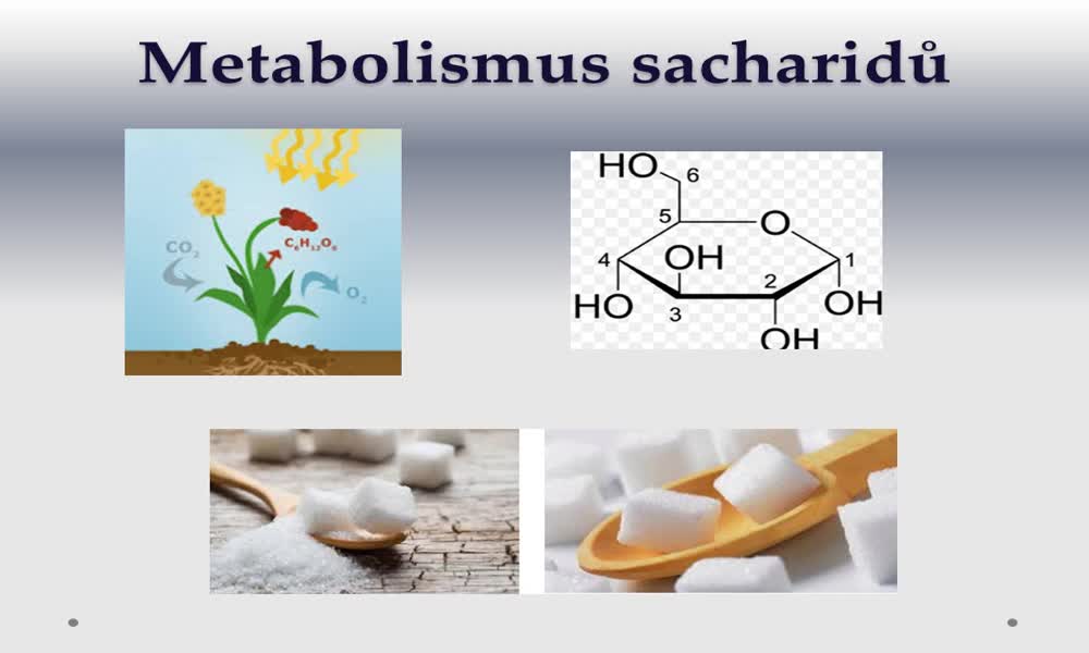 4. náhled výukového kurzu Metabolismus a biosyntéza sacharidů 