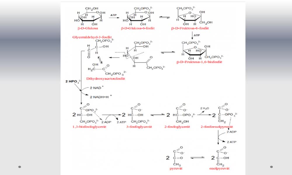 5. náhled výukového kurzu Metabolismus a biosyntéza sacharidů 