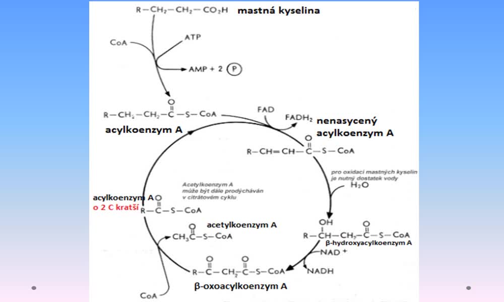 5. náhled výukového kurzu Metabolismus a biosyntéza lipidů