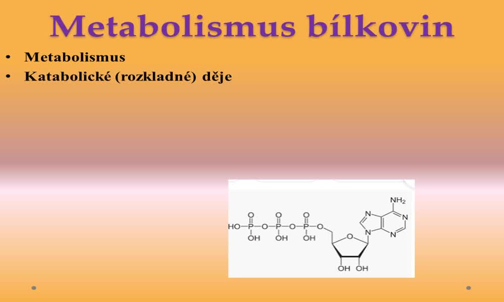 1. náhled výukového kurzu Metabolismus bílkovin
