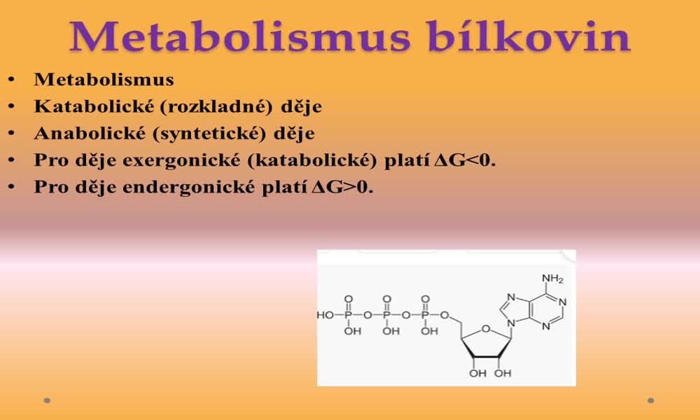 2. náhled výukového kurzu Metabolismus bílkovin