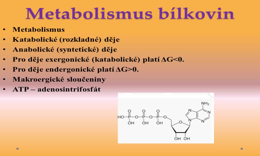 3. náhled výukového kurzu Metabolismus bílkovin