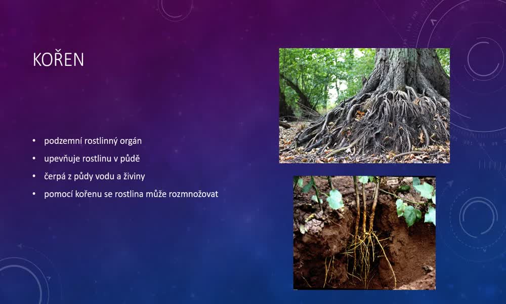 1. náhled výukového kurzu Kořen, stonek a list