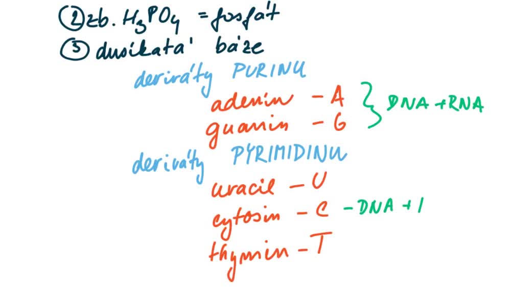 5. náhled výukového kurzu Nukleové kyseliny (Barbora S.)