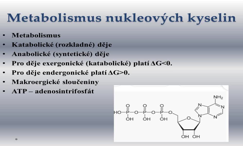 3. náhled výukového kurzu Metabolismus nukleových kyselin
