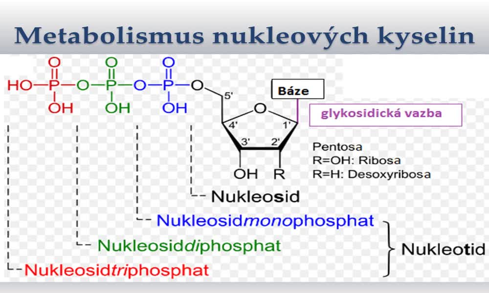 4. náhled výukového kurzu Metabolismus nukleových kyselin