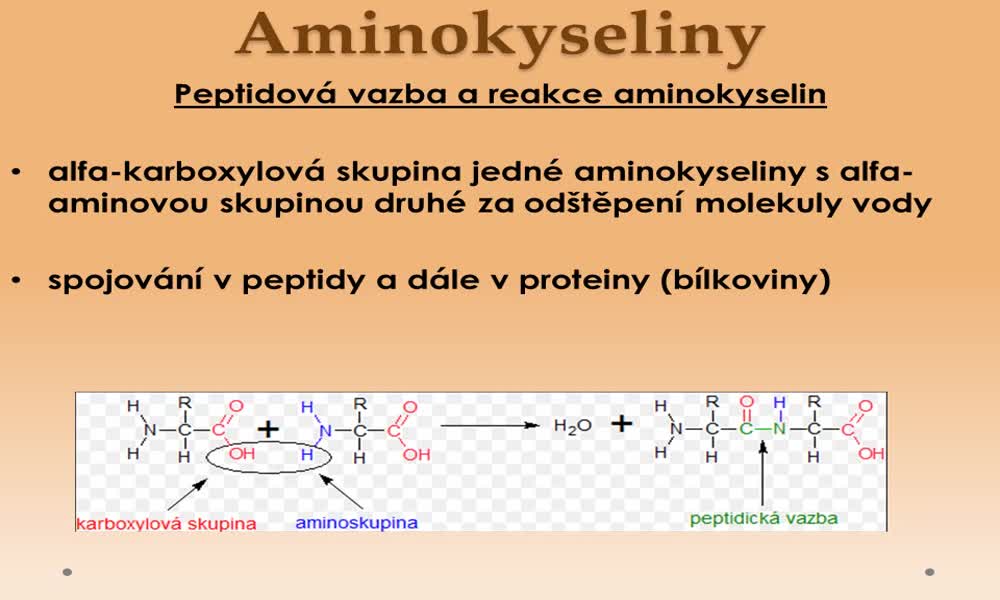 6. náhled výukového kurzu Aminokyseliny