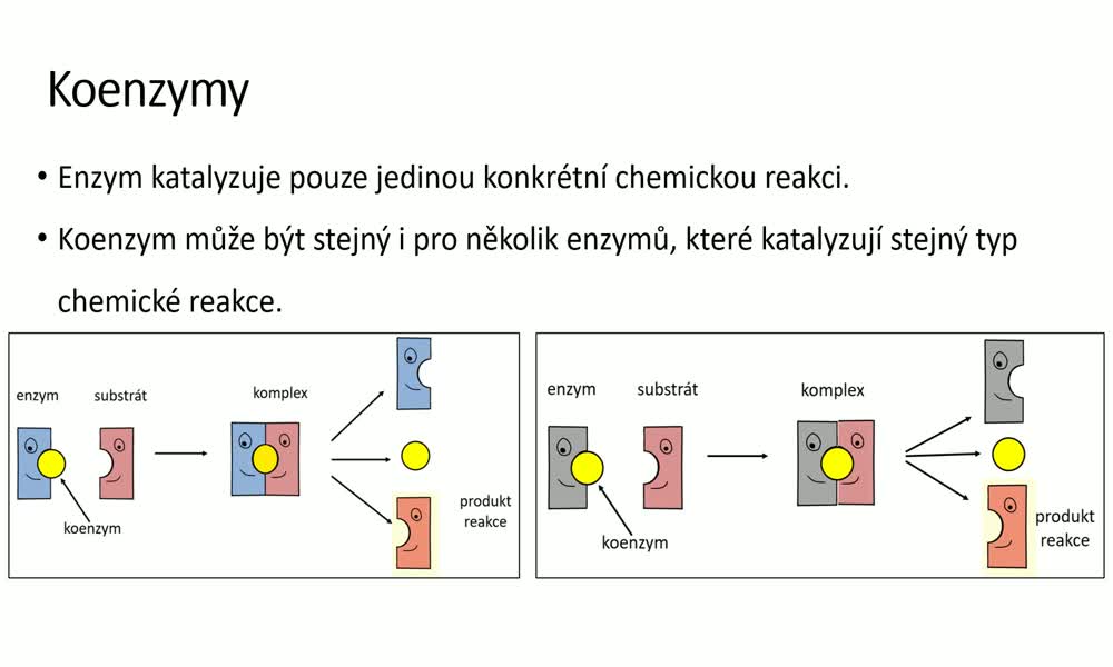 5. náhled výukového kurzu Enzymy