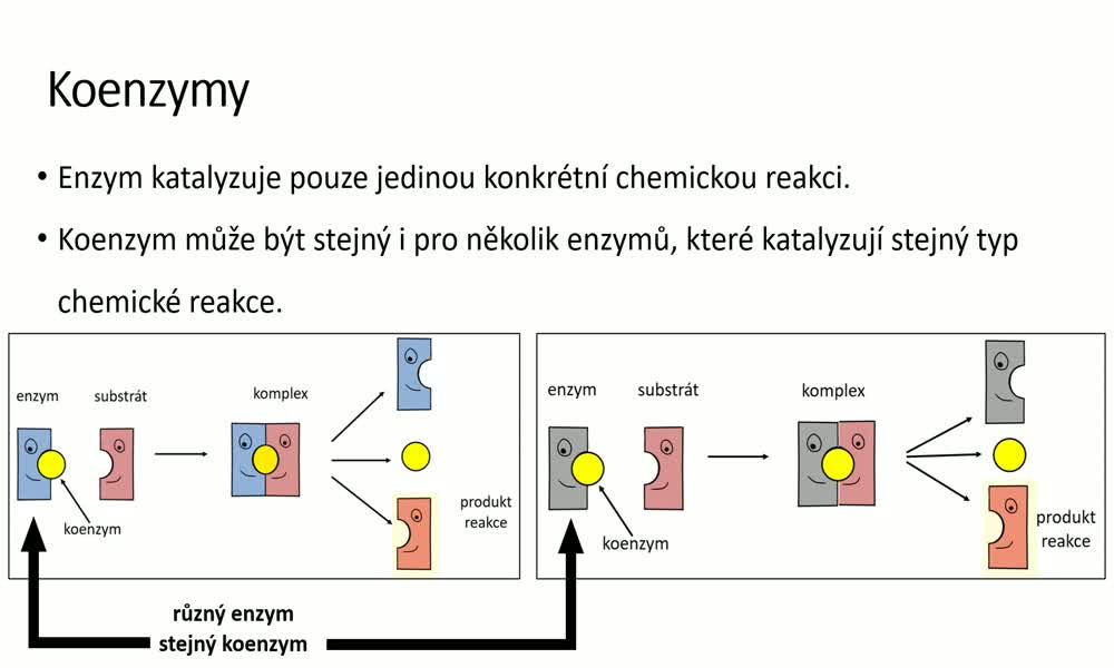 6. náhled výukového kurzu Enzymy