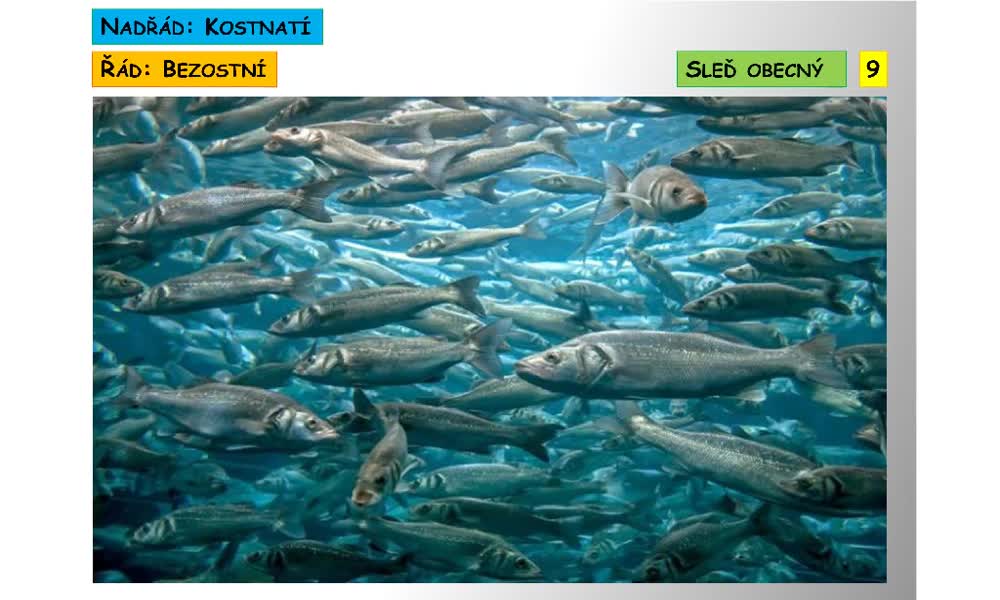 6. náhled výukového kurzu Systém a evoluce strunatců - systém ryb - paprskoploutví