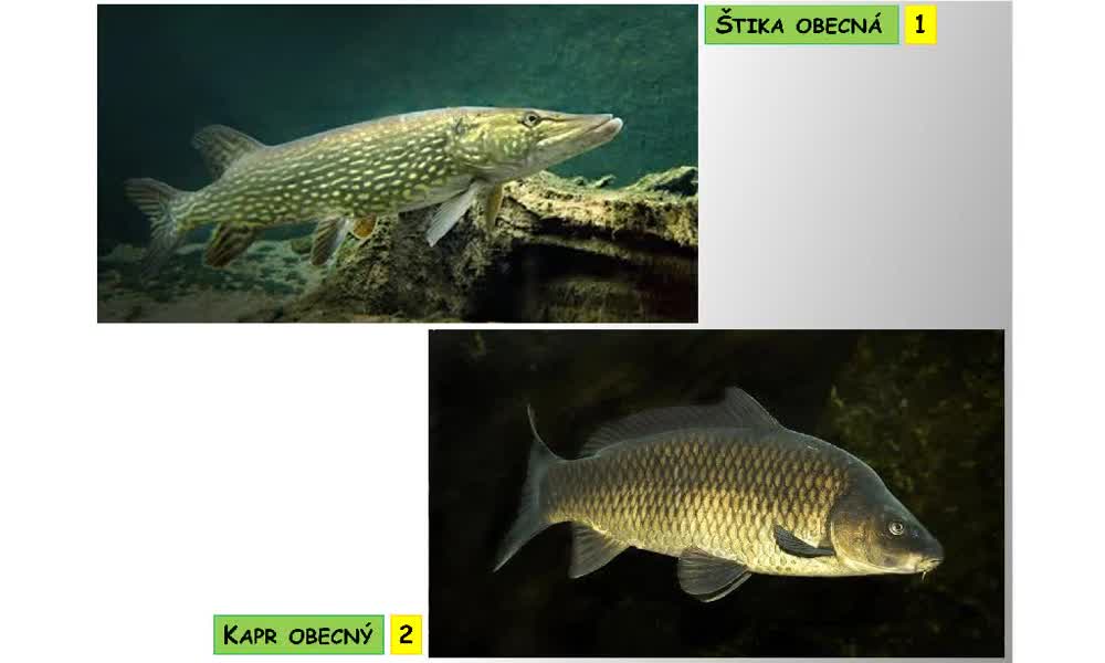 1. náhled výukového kurzu Systém a evoluce strunatců - obecná charakteristika ryb