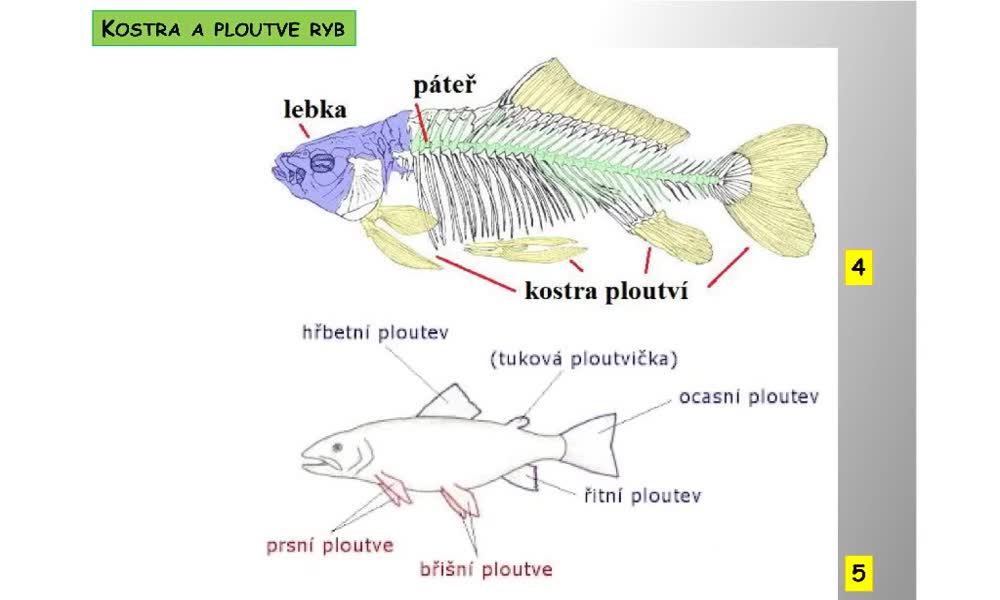 3. náhled výukového kurzu Systém a evoluce strunatců - obecná charakteristika ryb