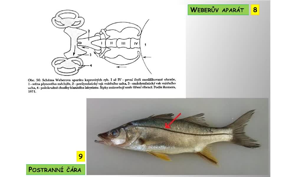 5. náhled výukového kurzu Systém a evoluce strunatců - obecná charakteristika ryb