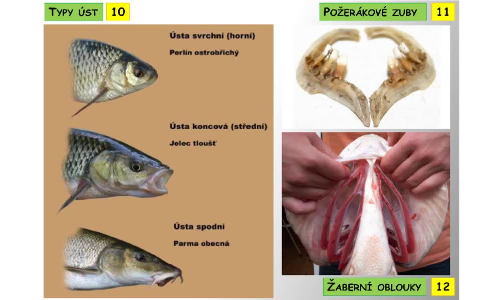 6. náhled výukového kurzu Systém a evoluce strunatců - obecná charakteristika ryb