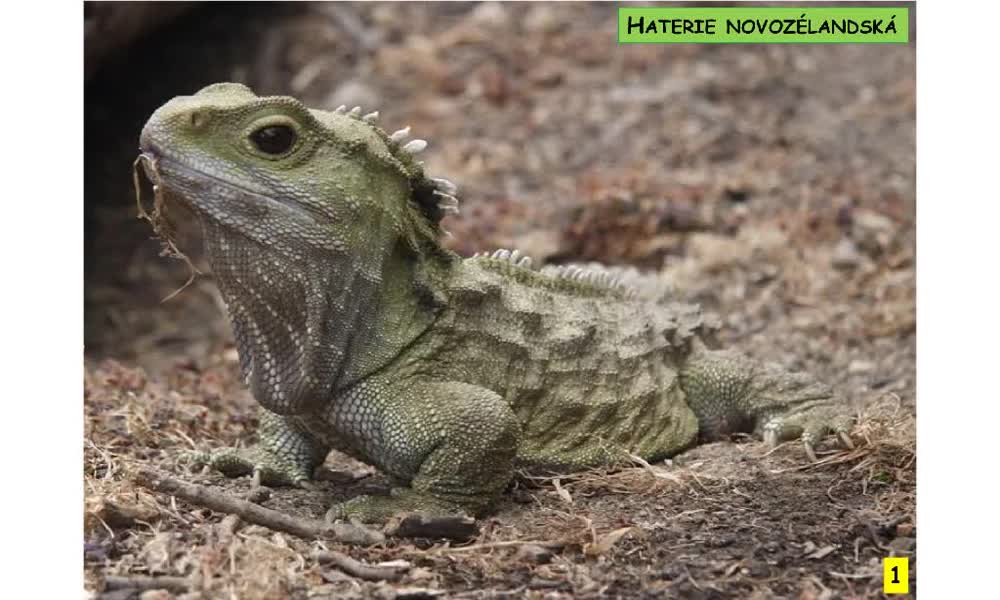 1. náhled výukového kurzu Systém a evoluce strunatců - plazi (haterie a krokodýli)