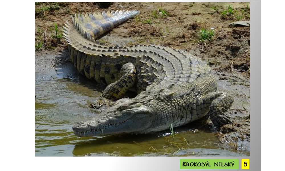 4. náhled výukového kurzu Systém a evoluce strunatců - plazi (haterie a krokodýli)