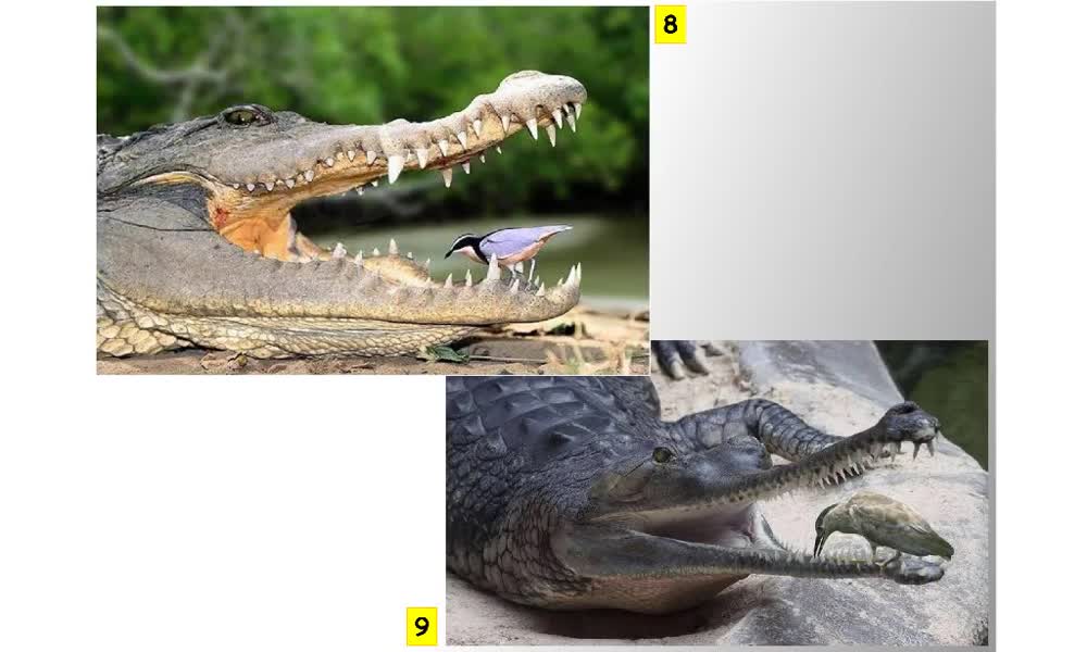 6. náhled výukového kurzu Systém a evoluce strunatců - plazi (haterie a krokodýli)