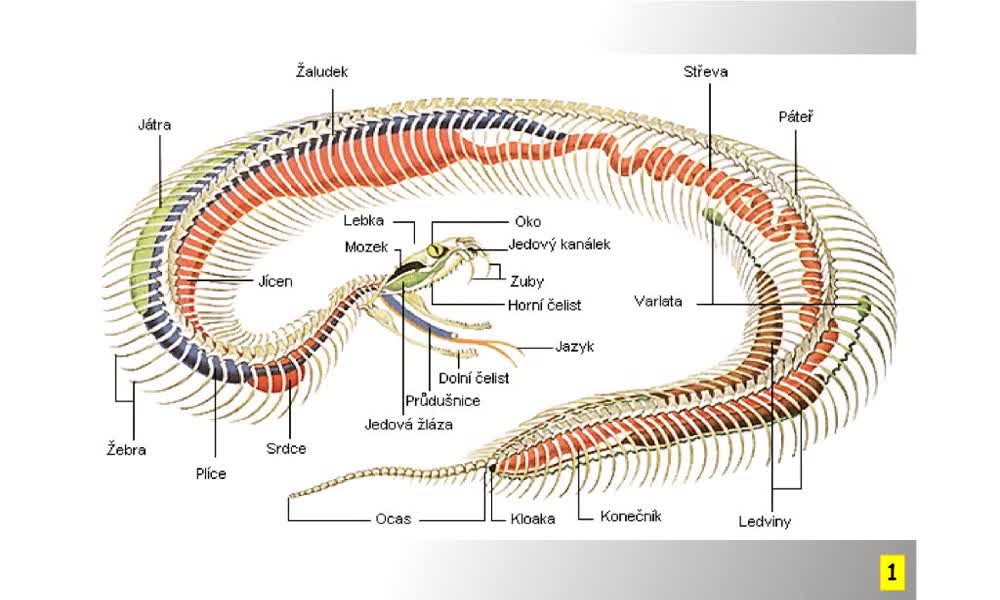 2. náhled výukového kurzu Systém a evoluce strunatců - plazi (hadi)