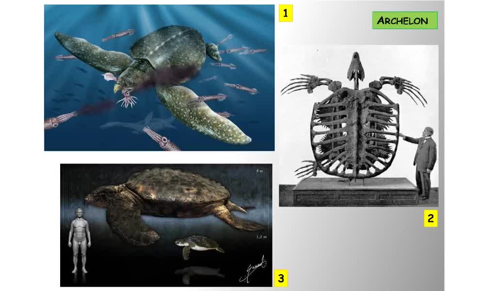 1. náhled výukového kurzu Systém a evoluce strunatců - plazi (želvy)