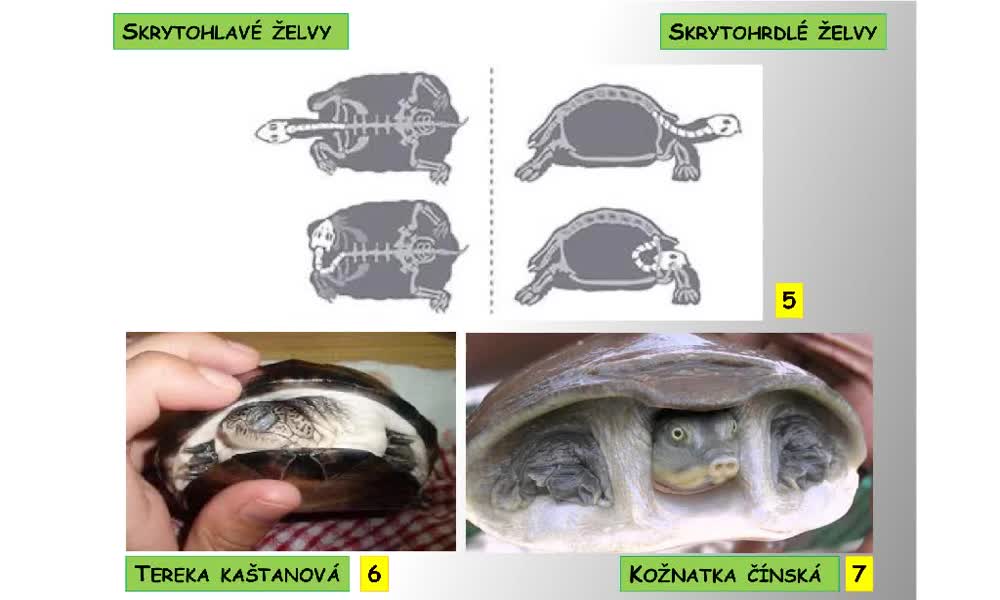 2. náhled výukového kurzu Systém a evoluce strunatců - plazi (želvy)