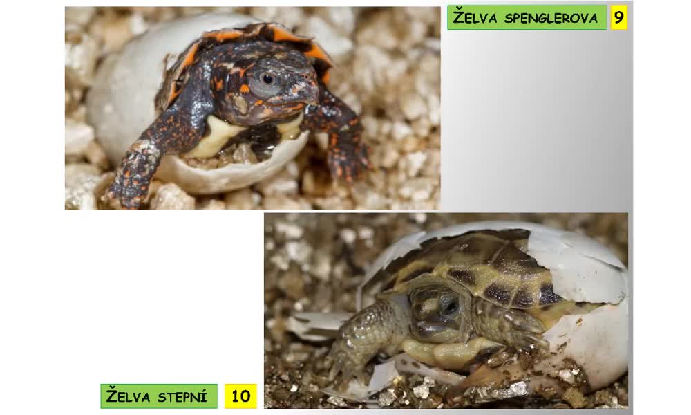 4. náhled výukového kurzu Systém a evoluce strunatců - plazi (želvy)