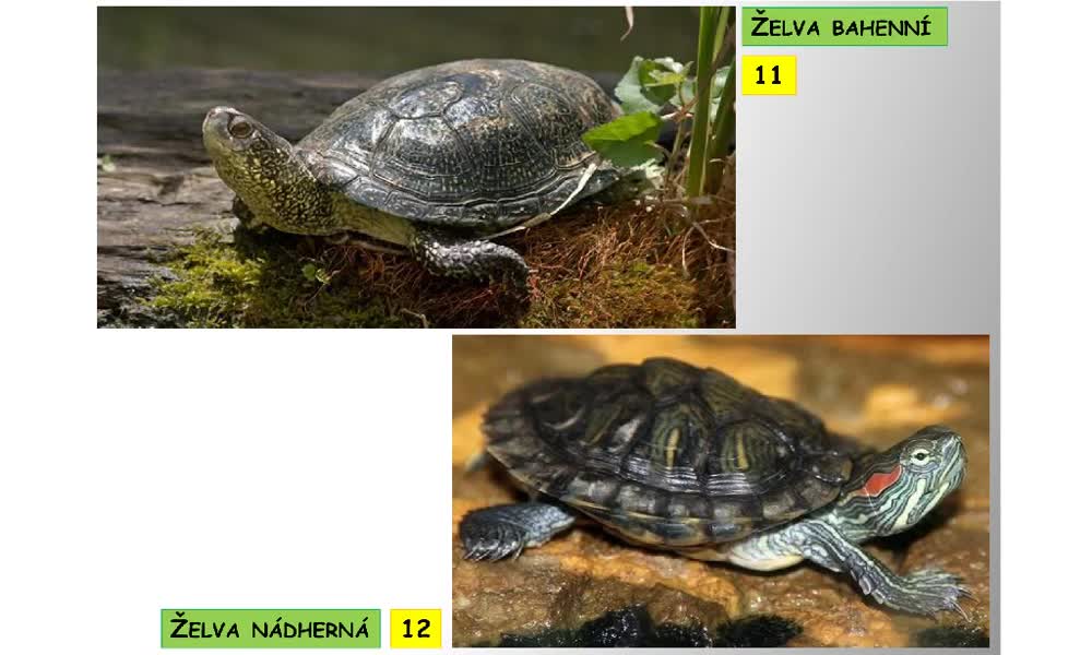 5. náhled výukového kurzu Systém a evoluce strunatců - plazi (želvy)