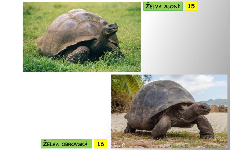 6. náhled výukového kurzu Systém a evoluce strunatců - plazi (želvy)