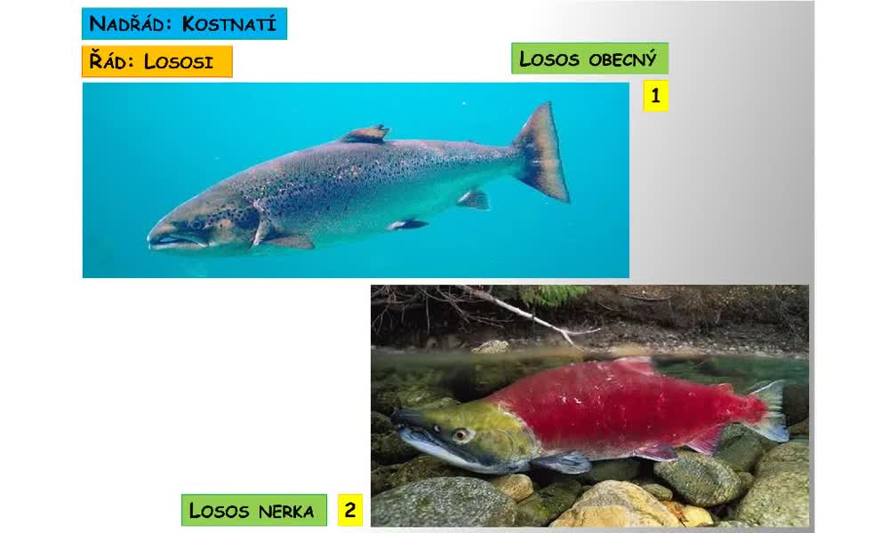 1. náhled výukového kurzu Systém a evoluce strunatců - systém ryb - kostnatí (lososi, štiky, sumci)