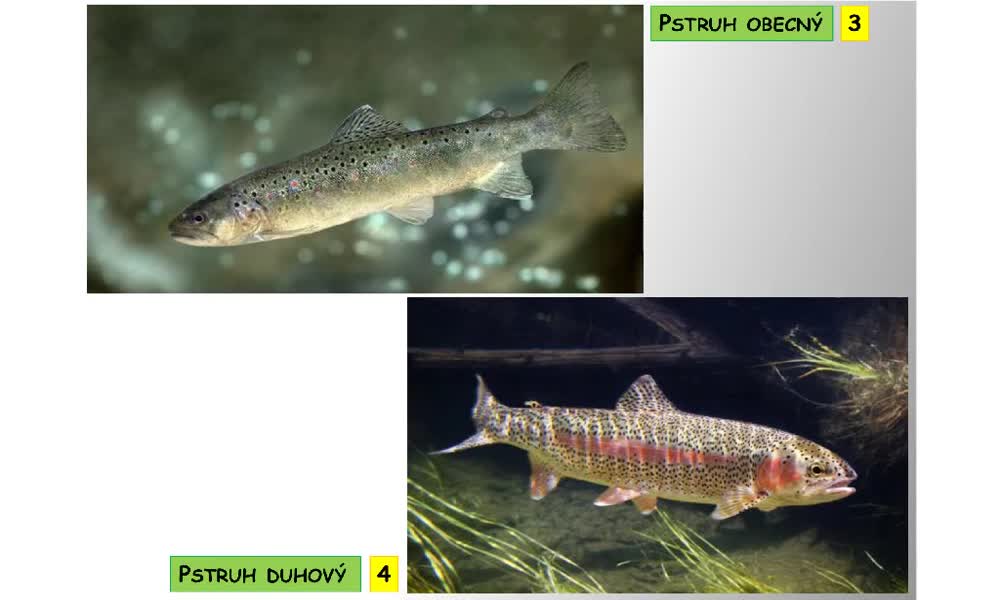 3. náhled výukového kurzu Systém a evoluce strunatců - systém ryb - kostnatí (lososi, štiky, sumci)