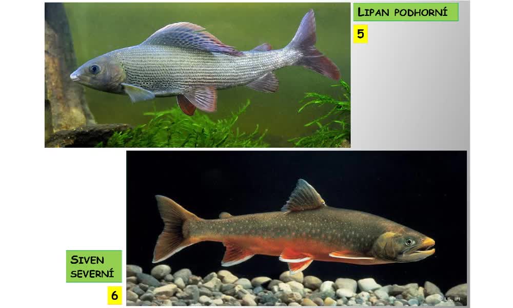 4. náhled výukového kurzu Systém a evoluce strunatců - systém ryb - kostnatí (lososi, štiky, sumci)