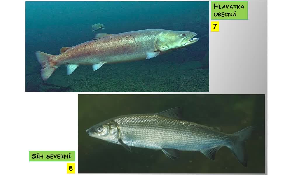 5. náhled výukového kurzu Systém a evoluce strunatců - systém ryb - kostnatí (lososi, štiky, sumci)