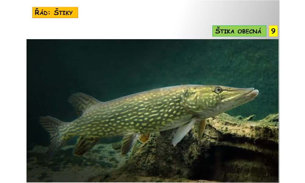 6. náhled výukového kurzu Systém a evoluce strunatců - systém ryb - kostnatí (lososi, štiky, sumci)