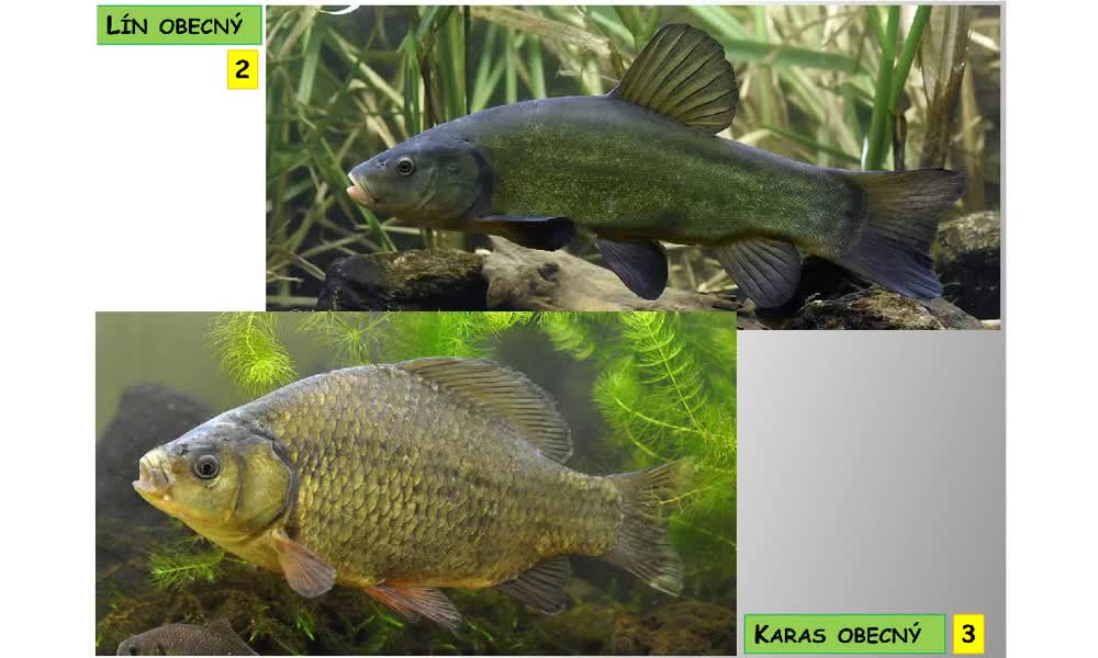 3. náhled výukového kurzu Systém a evoluce strunatců - systém ryb - kostnatí (máloostní, holobřiší)