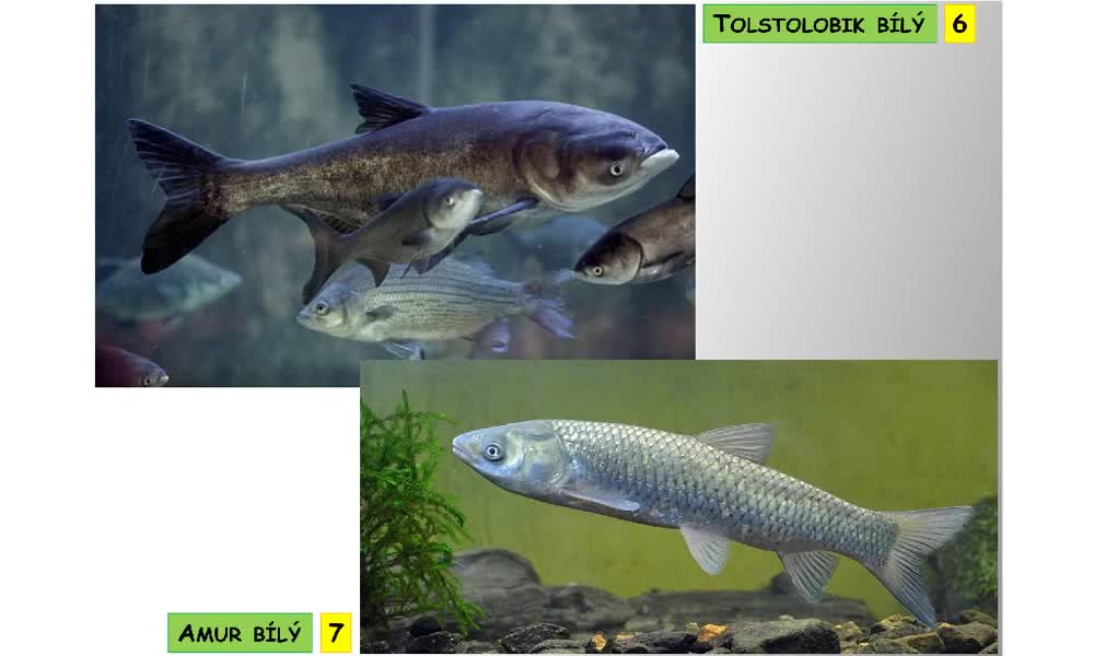 5. náhled výukového kurzu Systém a evoluce strunatců - systém ryb - kostnatí (máloostní, holobřiší)
