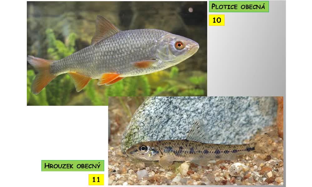 6. náhled výukového kurzu Systém a evoluce strunatců - systém ryb - kostnatí (máloostní, holobřiší)