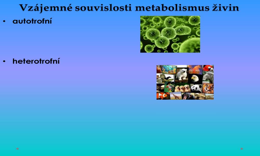 4. náhled výukového kurzu Vzájemné souvislosti metabolismus živin