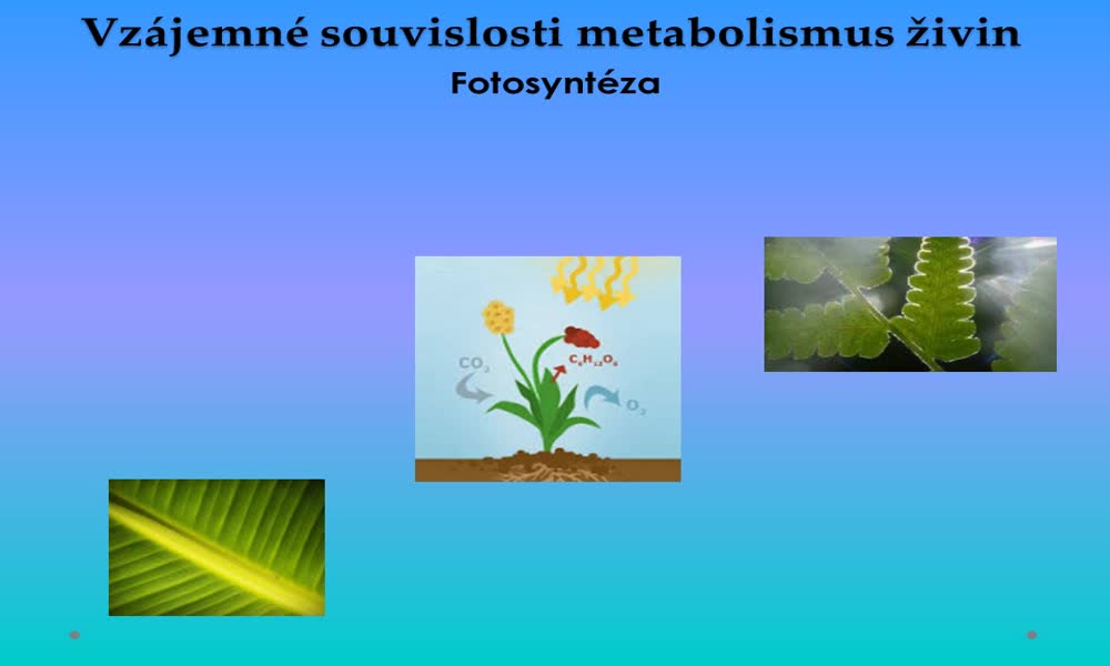 5. náhled výukového kurzu Vzájemné souvislosti metabolismus živin