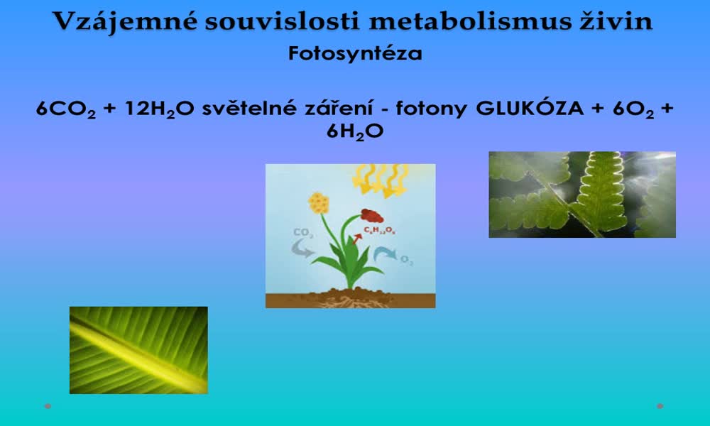 6. náhled výukového kurzu Vzájemné souvislosti metabolismus živin